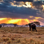 Exploring the Serengeti: A Guide to Tanzania’s Wildlife Wonders